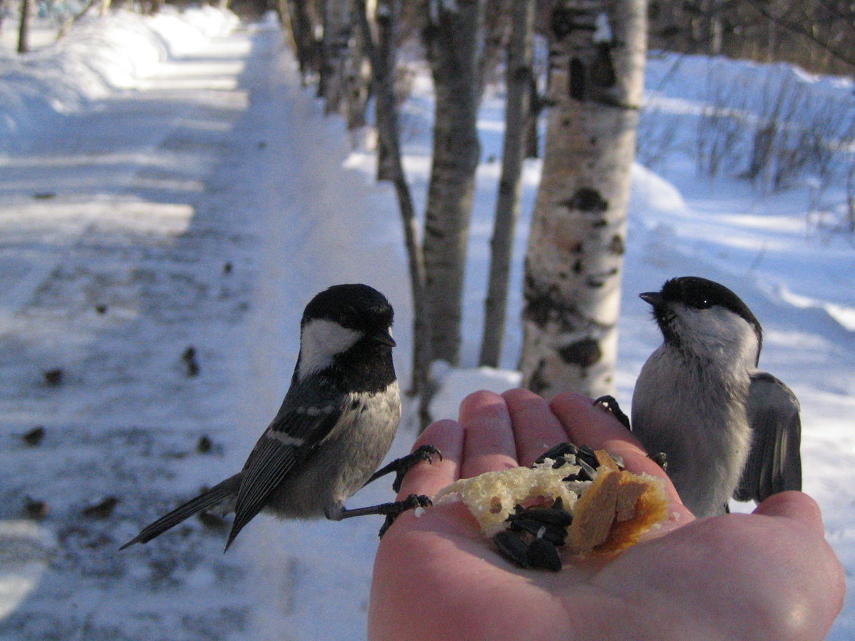 Кормление птиц зимой