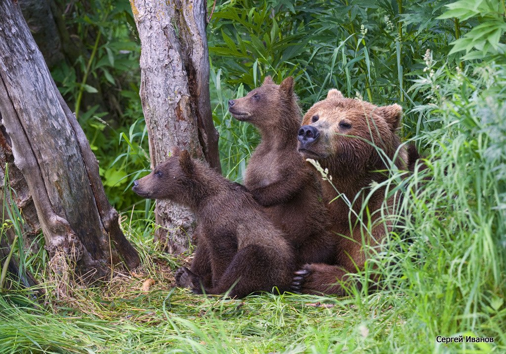 Bear life. Бурая Медведица с медвежатами. Медведь Медведица Медвежонок. Медвежья семья. Семейство бурых медведей.