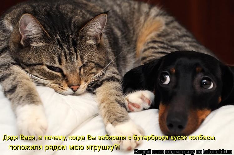 Картинки котят и щенков с надписями, рамка