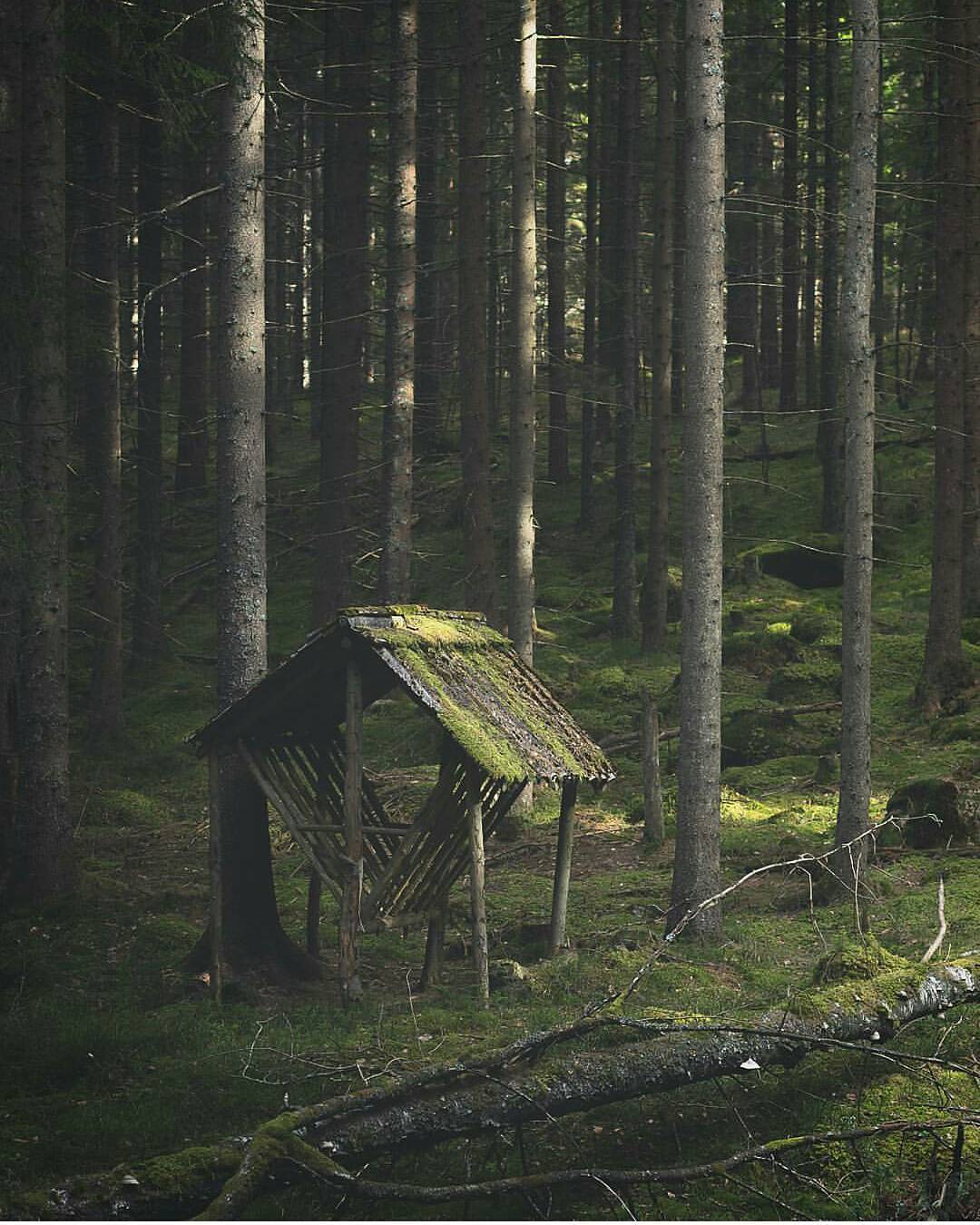 Леса Швеции