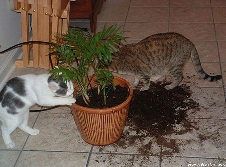 Кошки едят хозяев. Котик в цветочном горшке. Кошка безобразничает. Кот на горшке. Кошка роет землю в цветочных горшках.