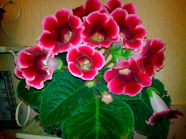 Комнатное растение Глоксиния (Gloxinia)