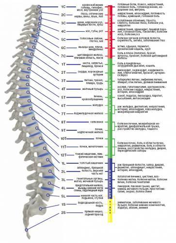 Позвоночник  - основа здоровья.