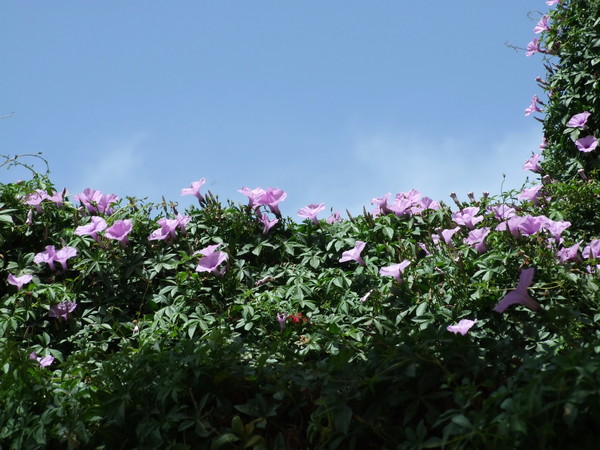 Ипомея каирская
Ipomoea cairica 
Семейство: Вьюнковые (Convolvulaceae) 
Происхождение: Тропическая Африка, Азия, Восточная Австралия

