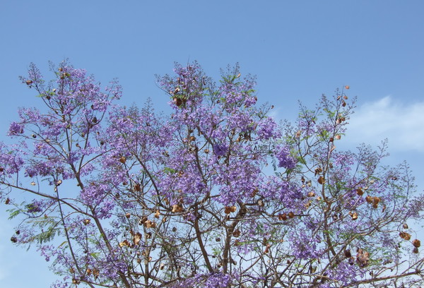 Жакаранда мимозолистная
Jacaranda mimosifolia, Jacaranda mimosafolia, Jacaranda acutefolia
Семейство: Бигнониевые (Bignoniaceae)
Происхождение: Центральная Америка

